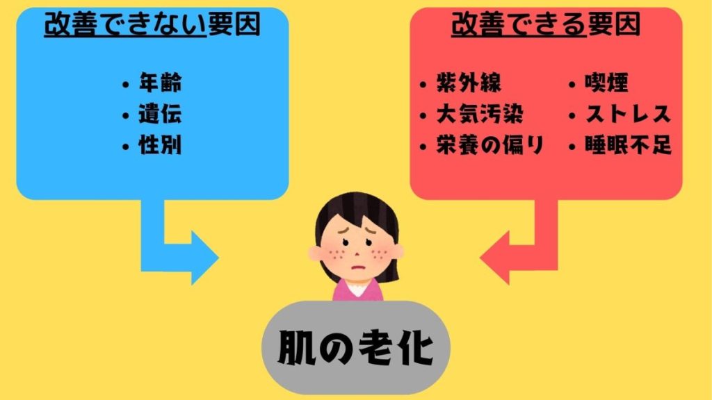 肌の老化の原因