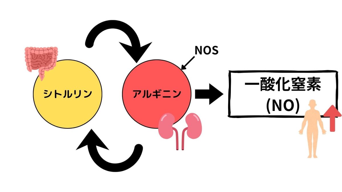 シトルリンとアルギニンの体内における循環