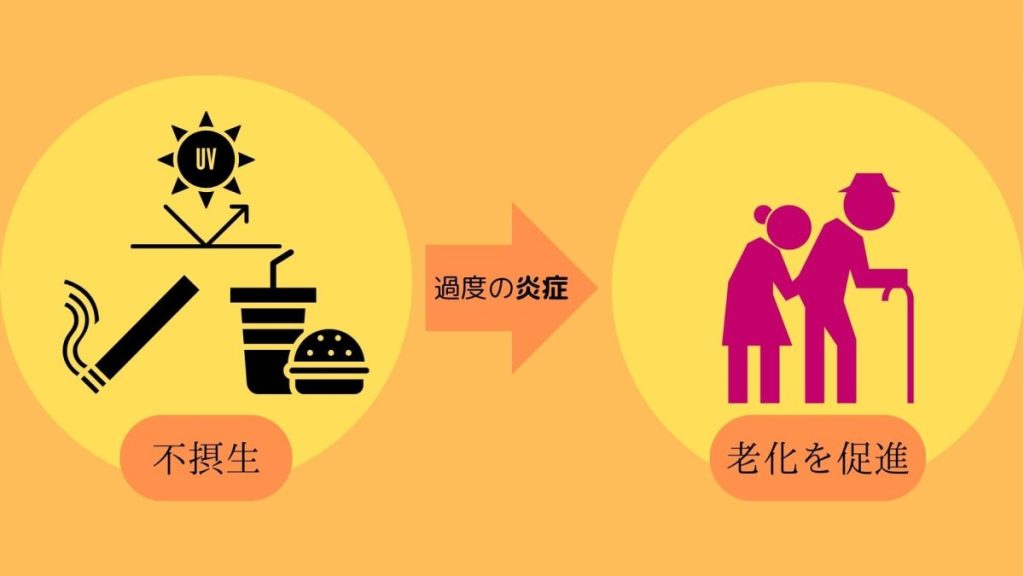 炎症が老化を促進する