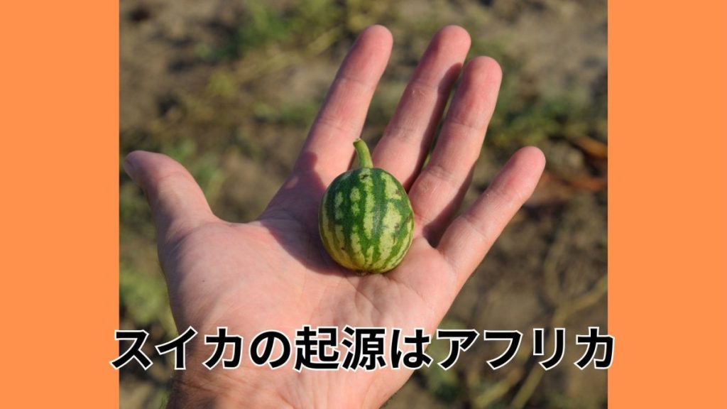 スイカの起源はアフリカ