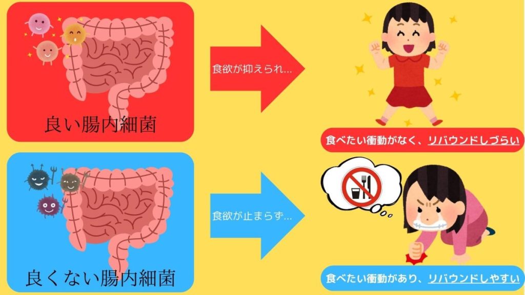 善玉菌が多いとダイエットは成功しやすい