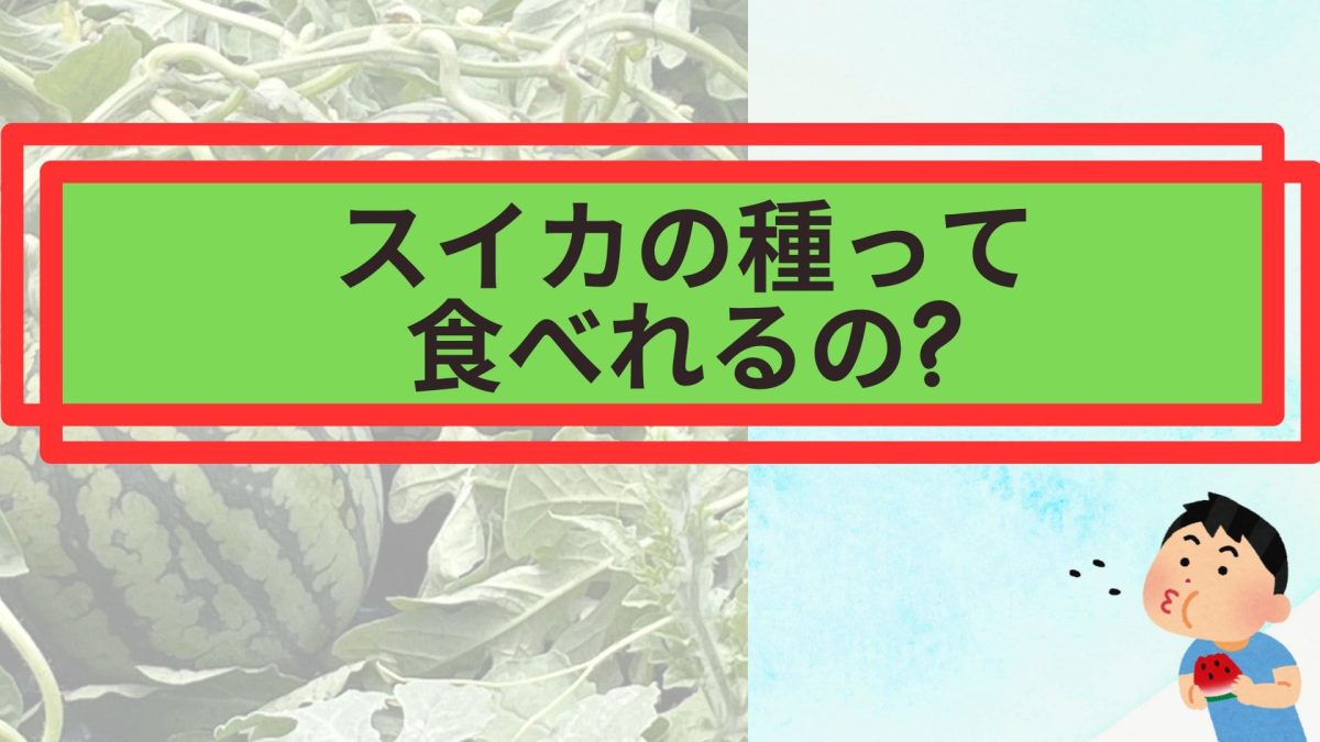 スイカの種って食べれるの?
