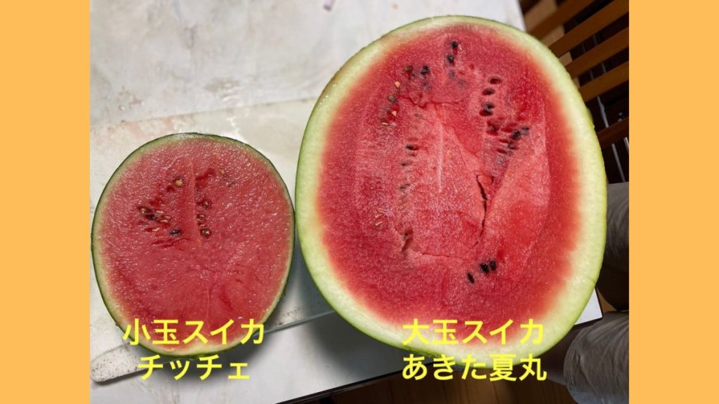 『あきた夏丸』と『あきた夏丸チッチェ』の比較