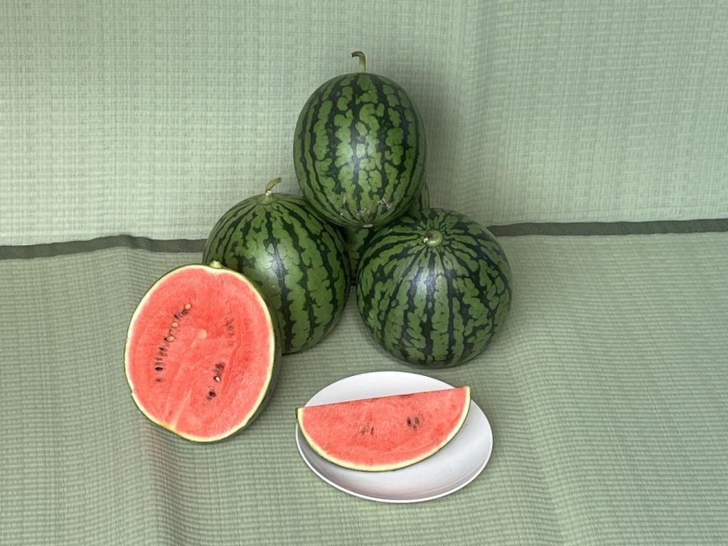 畳の上のチッチェ