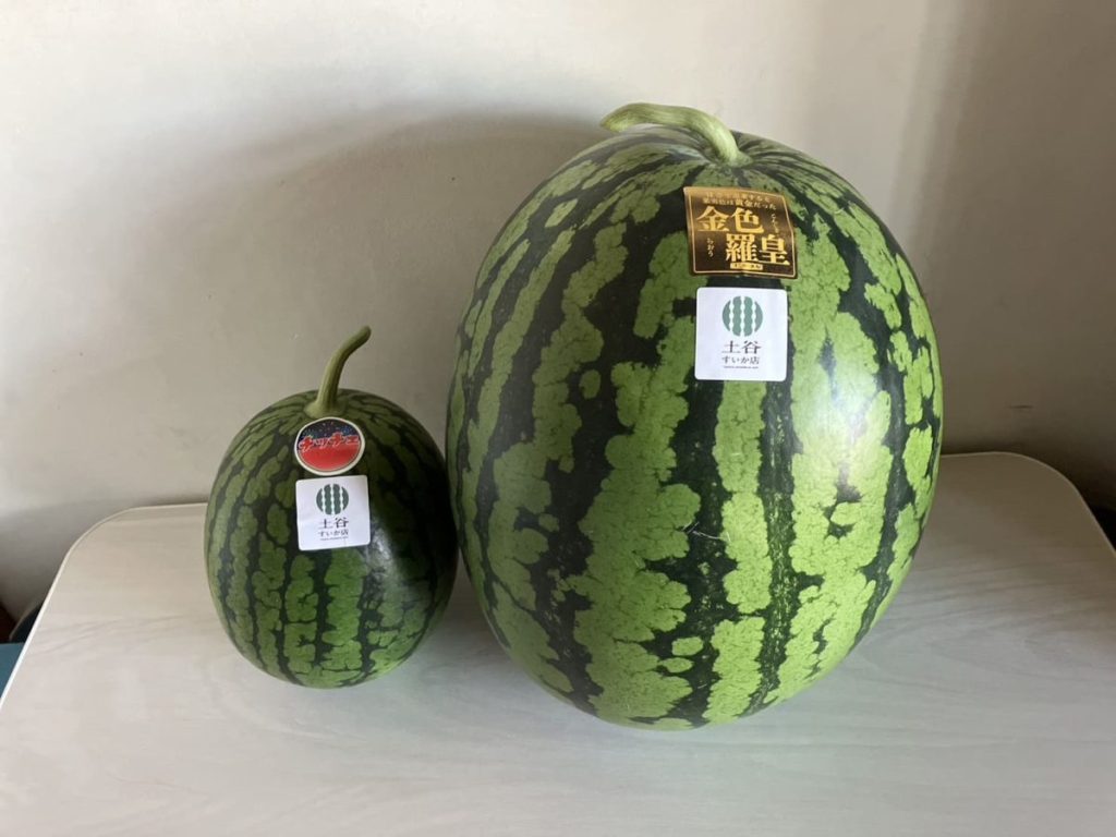 左がチッチェ(赤)、右が金色羅皇(黄)