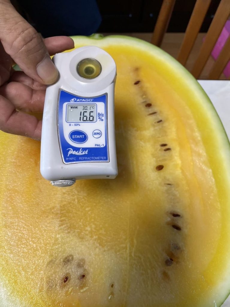 金色羅皇の糖度計測の様子。数値は16.6度。