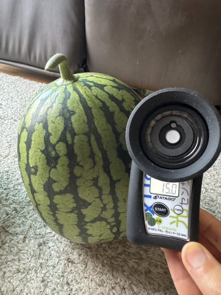 小玉スイカチッチェの糖度計測の様子