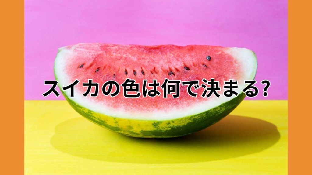 スイカの色を決めるカロテノイド！赤・黄色・オレンジの違いとその秘密