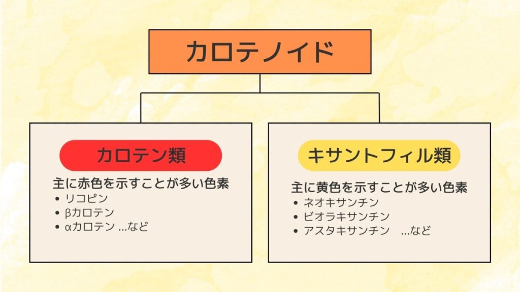 カロテノイドの分類