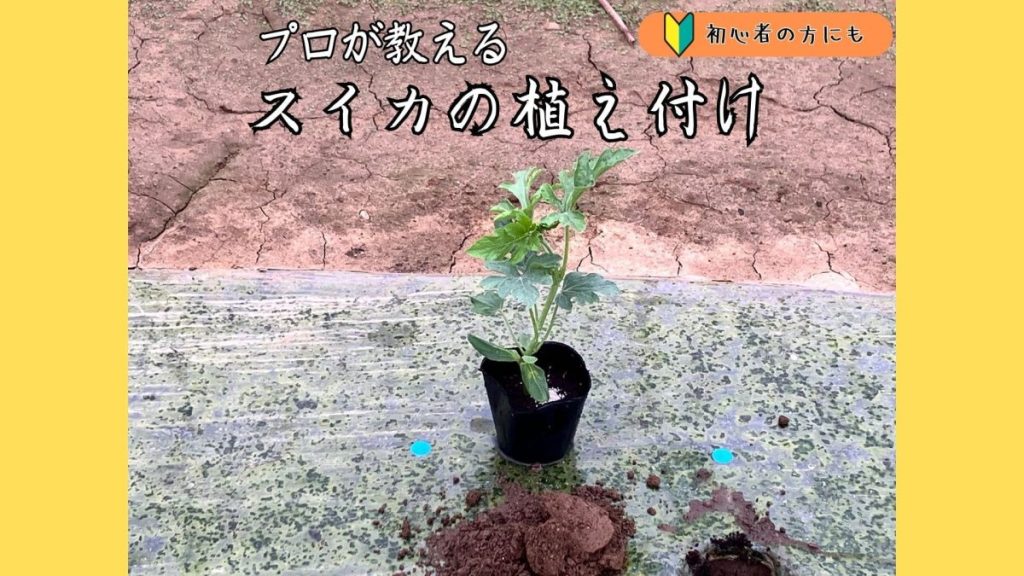 プロが教えるスイカの植え付け｜初心者でも失敗しない栽培のコツ