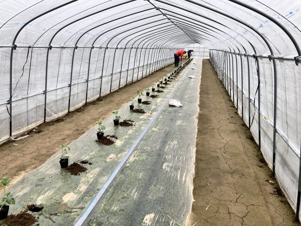 スイカ苗の植え付け風景