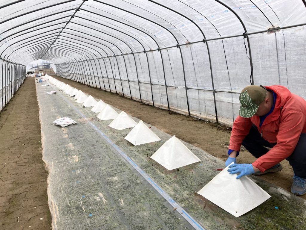 育苗キャップを取り付けたスイカ苗達