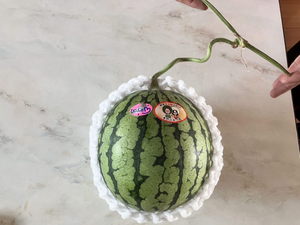 【小玉スイカ】ひとりじめ。ツルがアンテナのようになっている