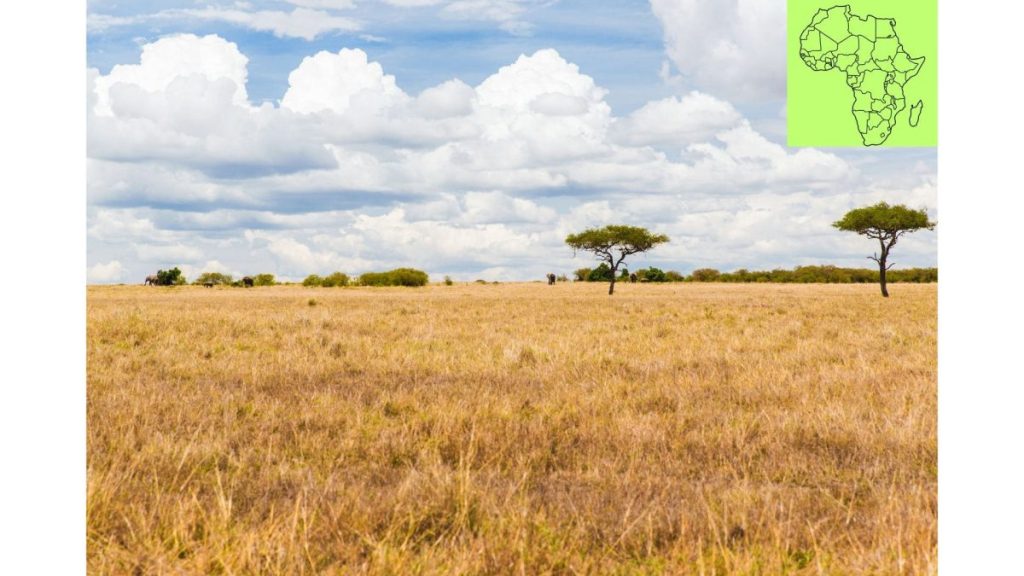 アフリカのサバンナの風景
