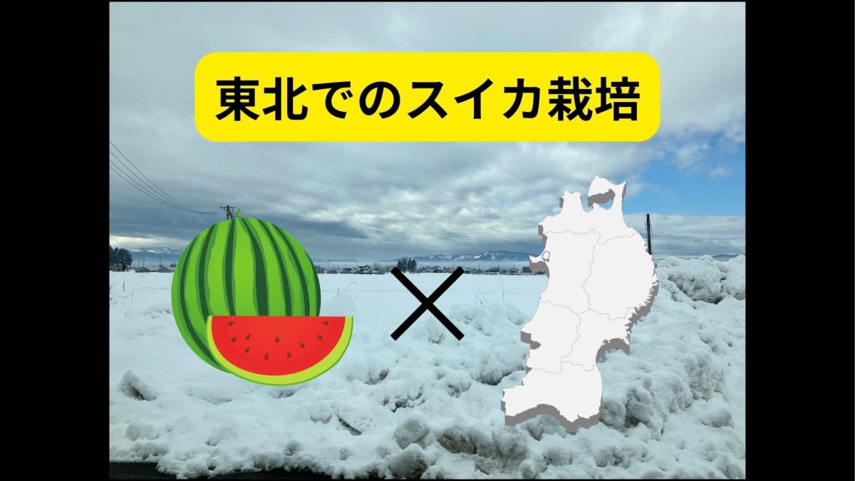 東北でのスイカ栽培