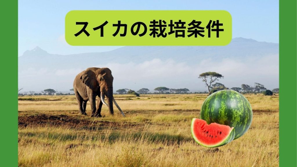 スイカの栽培条件