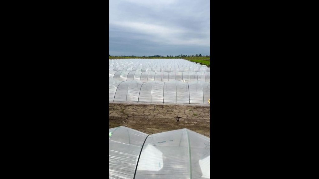 ビニールトンネル