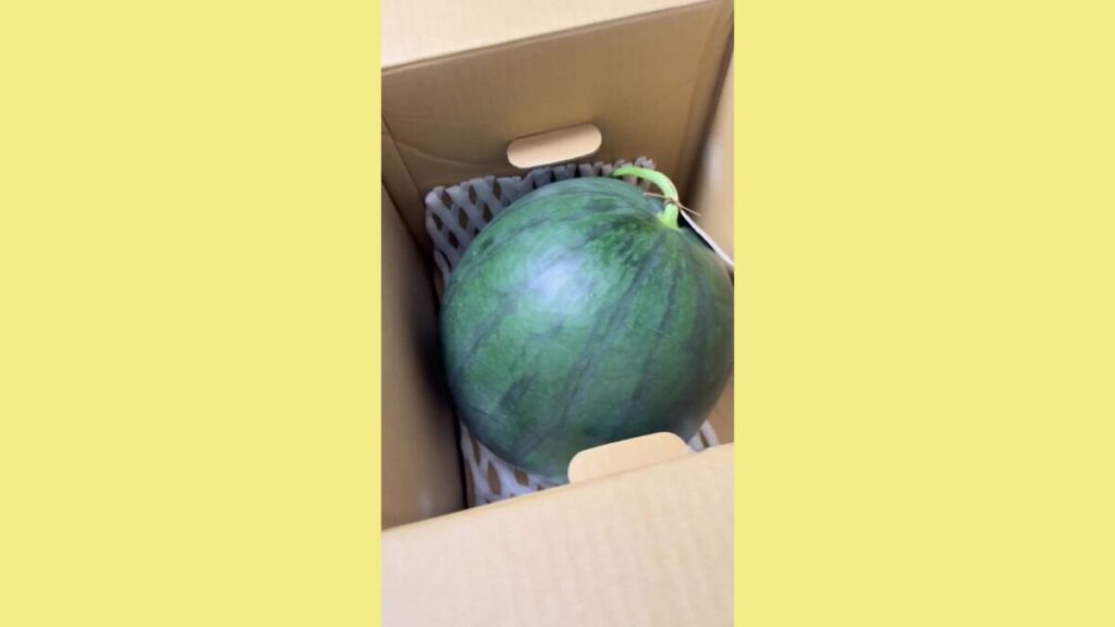 箱に入っているガブリコ